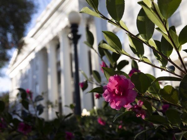 Camellia Blossoms on North Campus